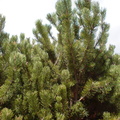 DSC00857