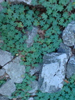 DSC00909