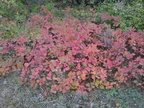 DSC03336
