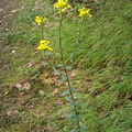 IMG 20150620 112241